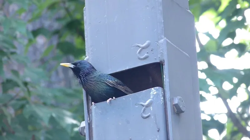 Starling at UNCA, June 2, 2015